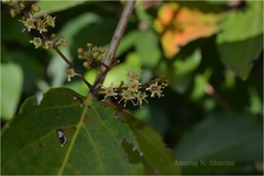Combretum albidum var. albidum